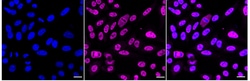 Invitrogen ENT2 Recombinant Rabbit Monoclonal Antibody (24GB2370):Antibodies:Primary
