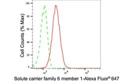 Invitrogen SLC6A1 Recombinant Rabbit Monoclonal Antibody (24GB2390):Antibodies:Primary