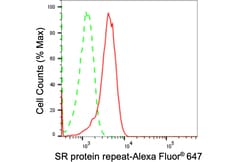 Invitrogen SRSF6 Recombinant Rabbit Monoclonal Antibody (24GB1825) 20 &mu;L;