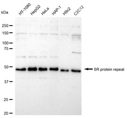 Invitrogen SRSF6 Recombinant Rabbit Monoclonal Antibody (24GB1825) 20 &mu;L;