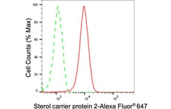 Invitrogen SCP2 Recombinant Rabbit Monoclonal Antibody (24GB790) 20 &mu;L;