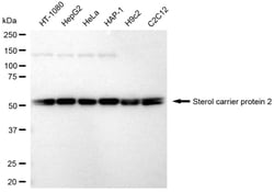 Invitrogen SCP2 Recombinant Rabbit Monoclonal Antibody (24GB790):Antibodies:Primary