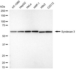 Invitrogen Syndecan 3 Recombinant Rabbit Monoclonal Antibody (24GB3890)