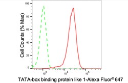 Invitrogen TBPL1 Recombinant Rabbit Monoclonal Antibody (24GB4060) 20 &mu;L;