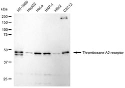 Invitrogen TBXA2R Recombinant Rabbit Monoclonal Antibody (24GB1845):Antibodies:Primary