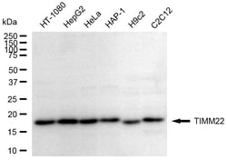 Invitrogen TIMM22 Recombinant Rabbit Monoclonal Antibody (24GB2355):Antibodies:Primary