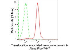 Invitrogen TRAM2 Recombinant Rabbit Monoclonal Antibody (24GB1960) 100