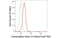 Invitrogen TCF21 Recombinant Rabbit Monoclonal Antibody (24GB2410) 100