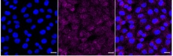 Invitrogen TCF21 Recombinant Rabbit Monoclonal Antibody (24GB2410):Antibodies:Primary