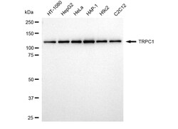 Invitrogen TRPC1 Recombinant Rabbit Monoclonal Antibody (24GB4145):Antibodies:Primary