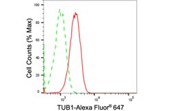 Invitrogen TUB Recombinant Rabbit Monoclonal Antibody (24GB1795) 20 &mu;L;