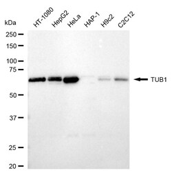 Invitrogen TUB Recombinant Rabbit Monoclonal Antibody (24GB1795) 20 &mu;L;