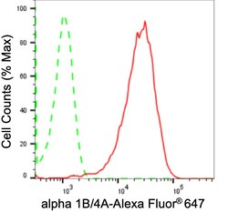Invitrogen TUBA1B/TUBA4A Recombinant Rabbit Monoclonal Antibody (24GB2020)