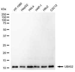 Invitrogen UBA52 Recombinant Rabbit Monoclonal Antibody (24GB1865) 100