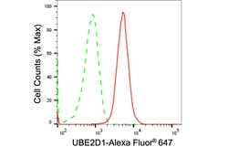 Invitrogen UBE2D1 Recombinant Rabbit Monoclonal Antibody (24GB1900) 20