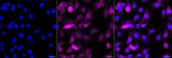 Invitrogen UBE2D1 Recombinant Rabbit Monoclonal Antibody (24GB1900) 20