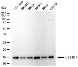 Invitrogen UBE2D1 Recombinant Rabbit Monoclonal Antibody (24GB1900) 20