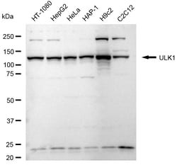 Invitrogen ULK1 Recombinant Rabbit Monoclonal Antibody (24GB2195) 100 &mu;L;