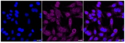 Invitrogen VAV1/2/3 Recombinant Rabbit Monoclonal Antibody (24GB2645):Antibodies:Primary