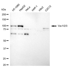 Invitrogen VAV1/2/3 Recombinant Rabbit Monoclonal Antibody (24GB2645):Antibodies:Primary