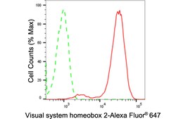 Invitrogen CHX10 Recombinant Rabbit Monoclonal Antibody (24GB2590) 20 &mu;L;