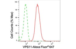 Invitrogen VPS11 Recombinant Rabbit Monoclonal Antibody (24GB5260) 20 &mu;L;