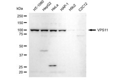 Invitrogen VPS11 Recombinant Rabbit Monoclonal Antibody (24GB5260) 20 &mu;L;