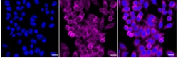 Invitrogen VPS18 Recombinant Rabbit Monoclonal Antibody (24GB2405):Antibodies:Primary