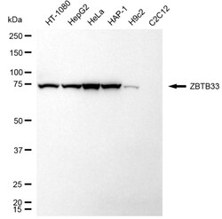 Invitrogen Kaiso Recombinant Rabbit Monoclonal Antibody (24GB3670):Antibodies:Primary