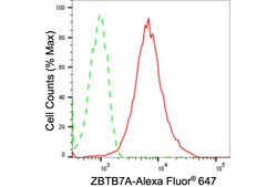 Invitrogen Pokemon Recombinant Rabbit Monoclonal Antibody (24GB2395) 20
