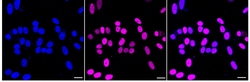 Invitrogen Pokemon Recombinant Rabbit Monoclonal Antibody (24GB2395):Antibodies:Primary