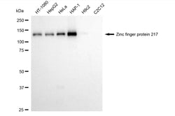Invitrogen ZNF217 Recombinant Rabbit Monoclonal Antibody (24GB4185) 20