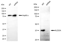 Invitrogen Aldolase A Recombinant Rabbit Monoclonal Antibody (24GB4710):Antibodies:Primary