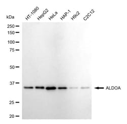Invitrogen Aldolase A Recombinant Rabbit Monoclonal Antibody (24GB4710)