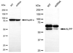 Invitrogen Placental Alkaline Phosphatase Recombinant Rabbit Monoclonal