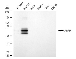 Invitrogen Placental Alkaline Phosphatase Recombinant Rabbit Monoclonal
