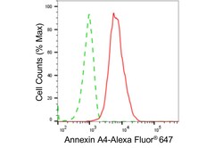 Invitrogen Annexin A4 Recombinant Rabbit Monoclonal Antibody (24GB4715)