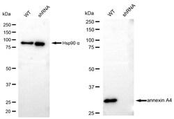 Invitrogen Annexin A4 Recombinant Rabbit Monoclonal Antibody (24GB4715)