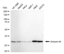 Invitrogen Annexin A4 Recombinant Rabbit Monoclonal Antibody (24GB4715)