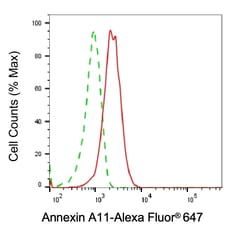 Invitrogen Annexin A11 Monoclonal Antibody (24GB6225) 100 &mu;L; Unconjugated:Antibodies,