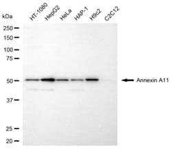 Invitrogen Annexin A11 Monoclonal Antibody (24GB6225) 100 &mu;L; Unconjugated:Antibodies,