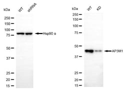 Invitrogen AP3M1 Recombinant Rabbit Monoclonal Antibody (24GB6160) 100