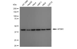 Invitrogen AP3M1 Recombinant Rabbit Monoclonal Antibody (24GB6160):Antikörper:Primärantikörper
