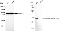 Invitrogen ASL Monoclonal Antibody (24GB6585) 20 &mu;L; Unconjugated:Antibodies,