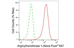 Invitrogen ATE1 Recombinant Rabbit Monoclonal Antibody (24GB4720) 20 &mu;L;