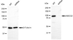 Invitrogen ASCC2 Monoclonal Antibody (24GB6350) 100 &mu;L; Unconjugated:Antibodies,