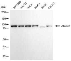 Invitrogen ASCC2 Monoclonal Antibody (24GB6350):Antibodies:Primary Antibodies