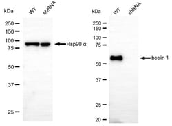 Invitrogen Beclin 1 Recombinant Rabbit Monoclonal Antibody (24GB4550):Antibodies:Primary