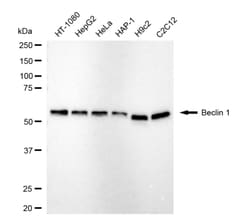 Invitrogen Beclin 1 Recombinant Rabbit Monoclonal Antibody (24GB4550):Antibodies:Primary