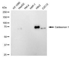 Invitrogen Caldesmon Recombinant Rabbit Monoclonal Antibody (24GB4735)